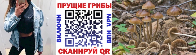 Псилоцибиновые грибы Psilocybine cubensis  MEGA зеркало  Никольское  купить закладку 